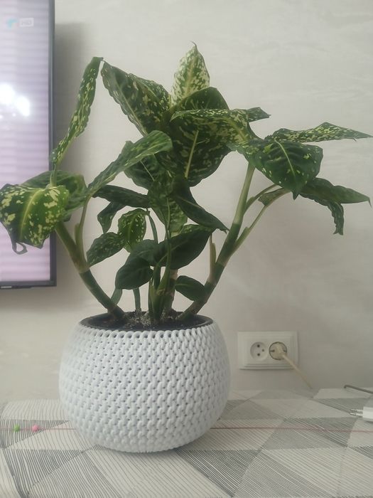 Цветы комнатные для дома и офиса