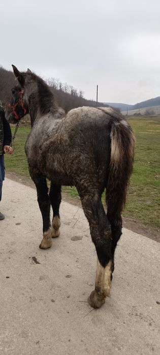 Mânz de 5luni de vânzare