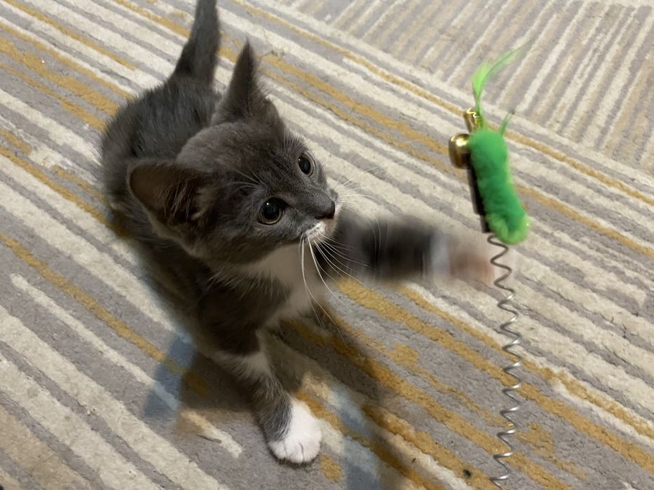 Котенок ищет дом!