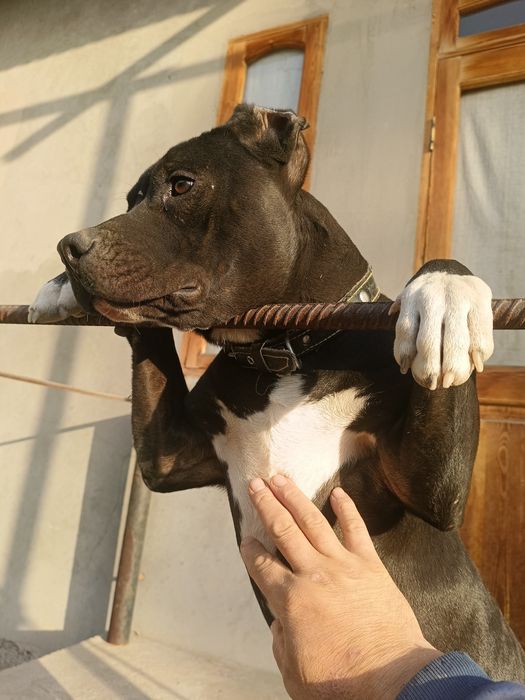 Стаффорд  черный 8 мес