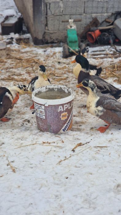 De vanzare   rățoi