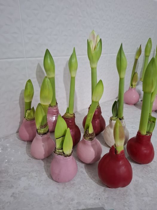 Амариллисы в воске в наличии