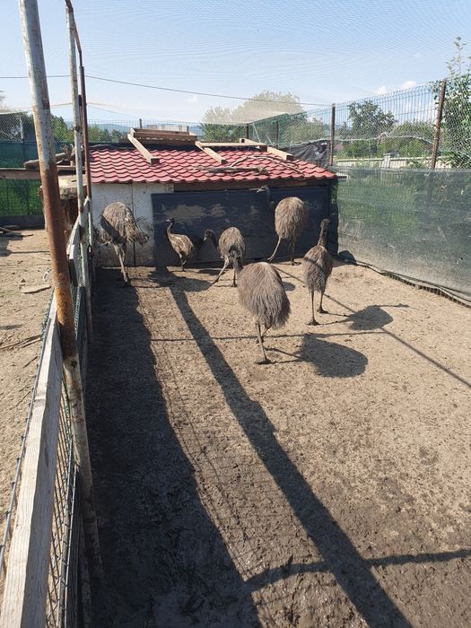 Emu de vânzare  la 5 luni