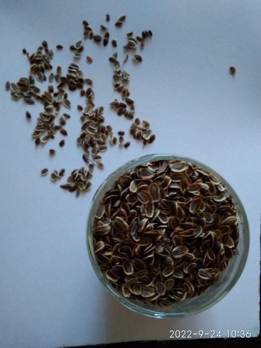 Семена укропа урожая 2025