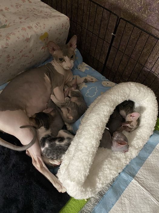 Малышка Донской сфинкс