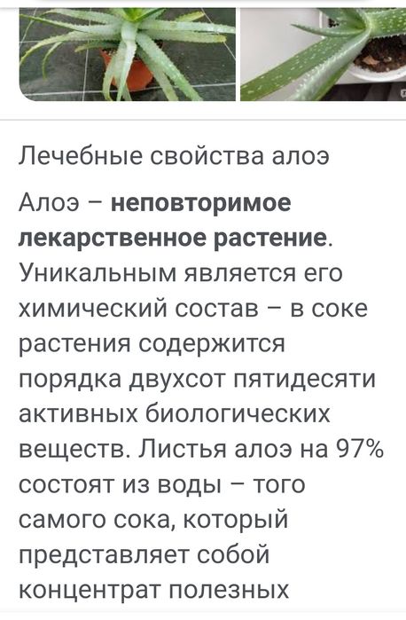 Алоэ лечебный (столетник)