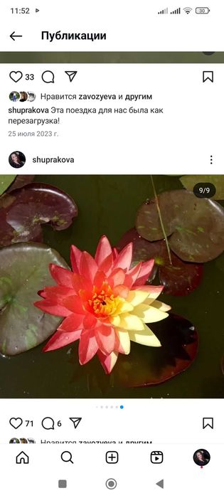 Нимфея кувшинка лилия