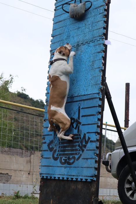 Профессиональная дрессировка собак