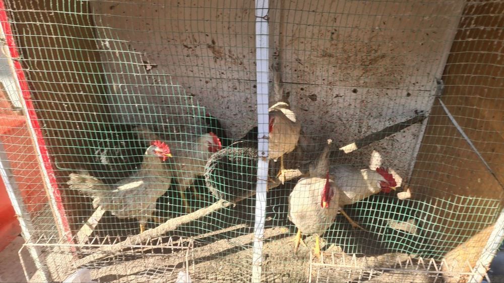 Ок хорозлар сотилади 5та