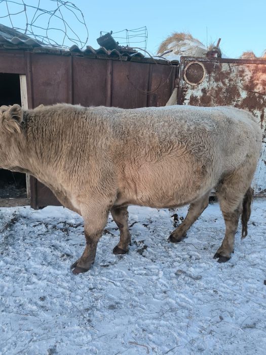 Продам племенного быка