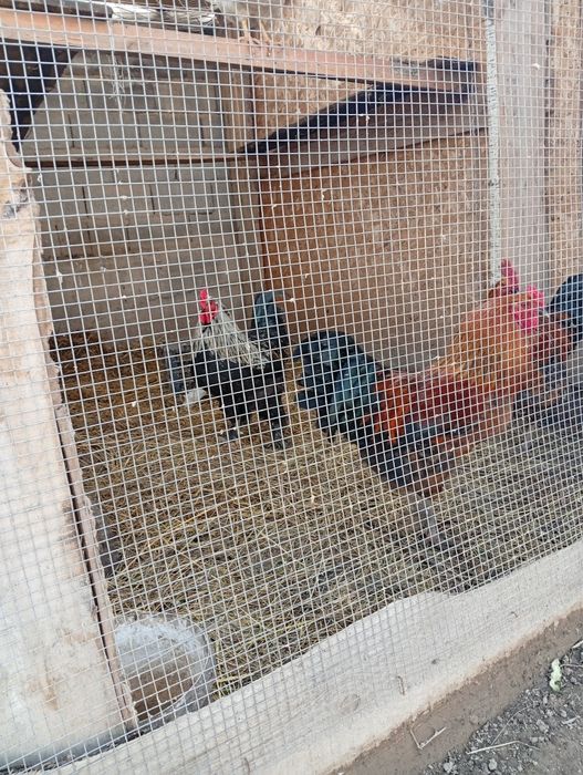 Куры петух продам