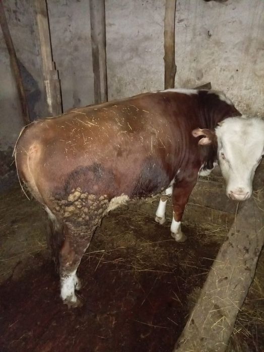 Полторашка букалар сатылады.