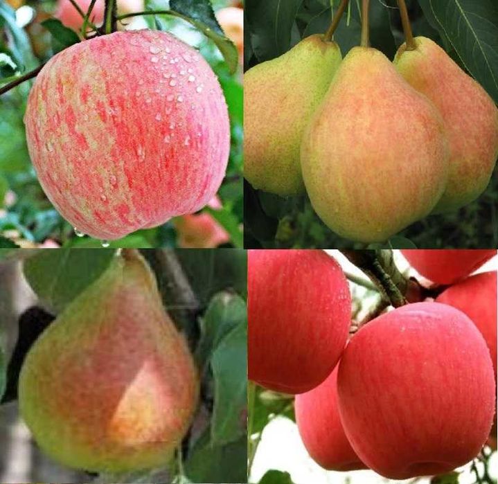 Мевали  дарахт кучатлари-Саженцы плодовых деревьев.