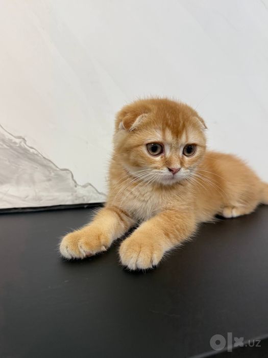 Срочно! ищем новый дом для котика