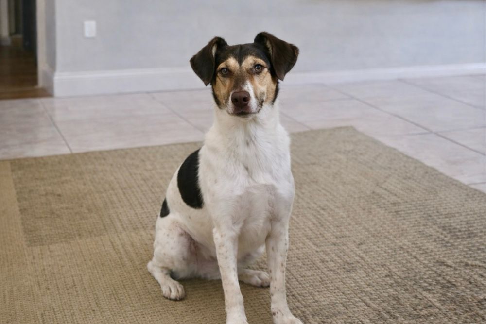 Собака Боня — счастье ищет дом