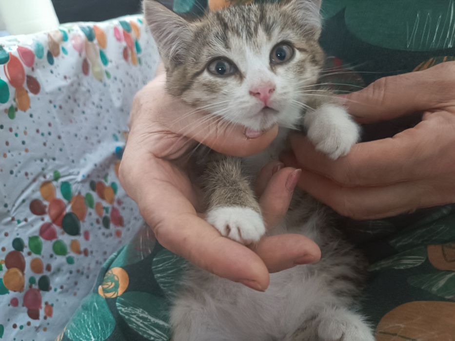 Отдам 3 котенка в добрые руки