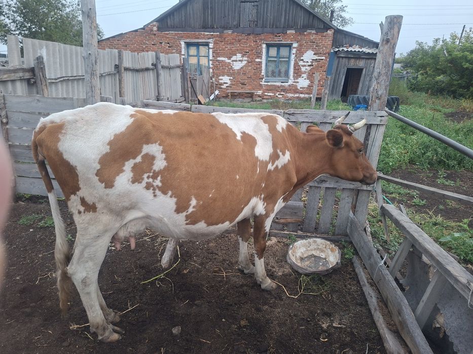 Продам корову 800000т.