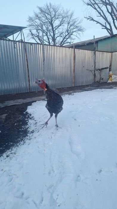 Приодам индюк домашний