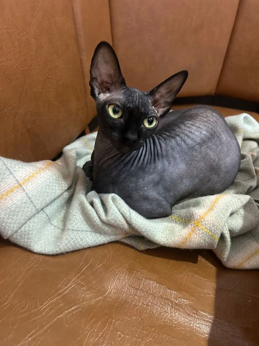Продам котят Канадского сфинкса