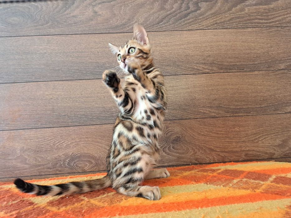 Бенгалски котета