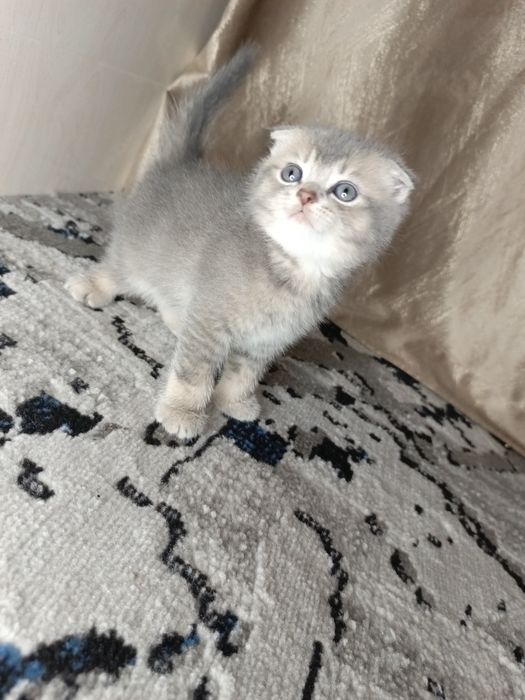 Вислоухие котята