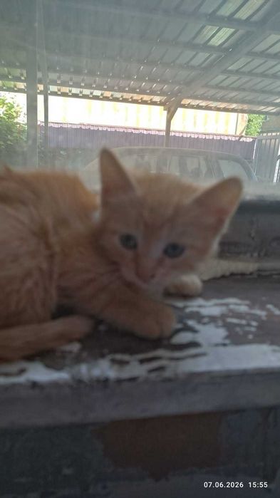Отдам котят бесплатно