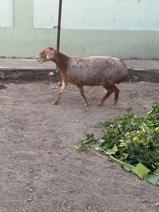 Она койимиз сотилади