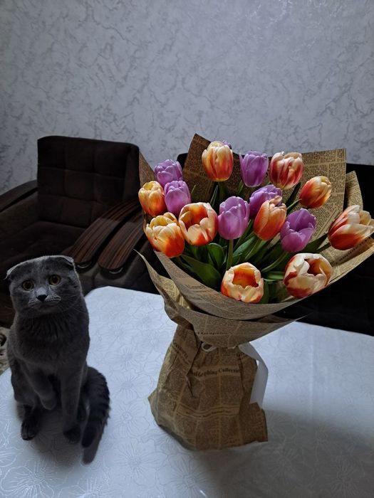 Faqat Fargʻona viloyatiga sotiladi. Faqat magazinni ovqatlarini yeydi
