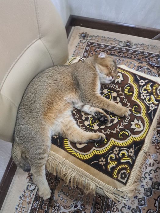 Продаётся Золотая шиншилла Скоттиш-фолд