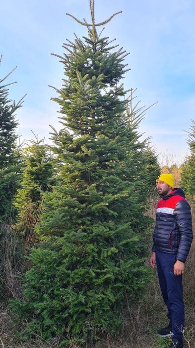 Brad argintiu și verde. Cedru pendular.