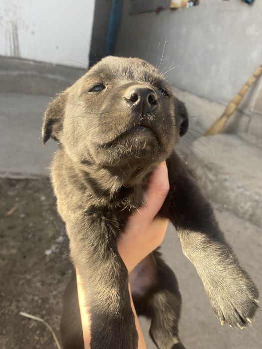 Щенок в добрые руки