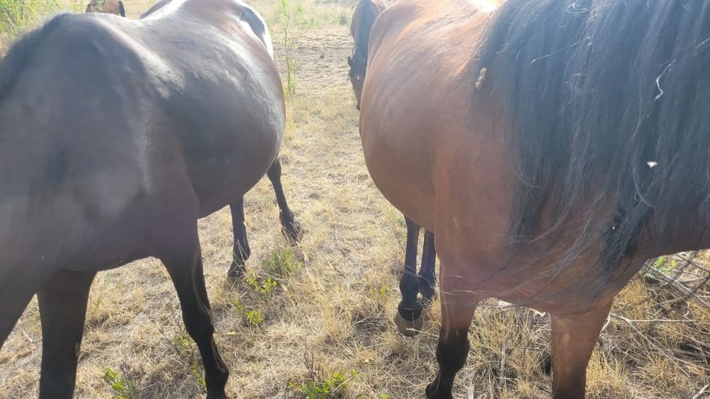 Лошади бараны крс