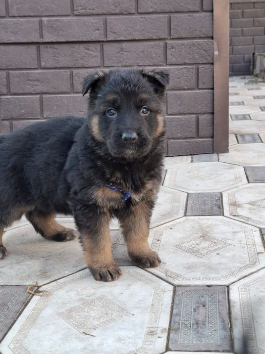 Немецские овчарки