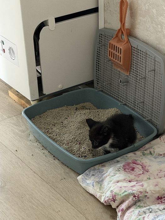 Котенок мальчик