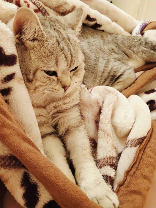 Кошка продается хороший руки
