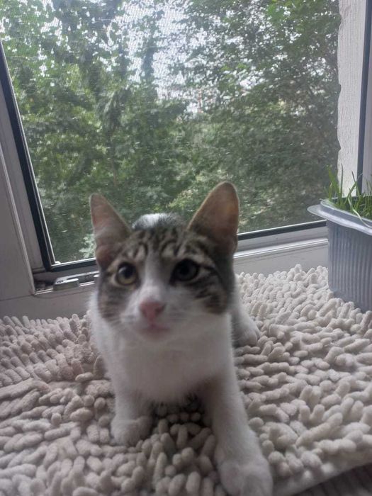 Отдам кошку,добрые руки,к туалету приучена !