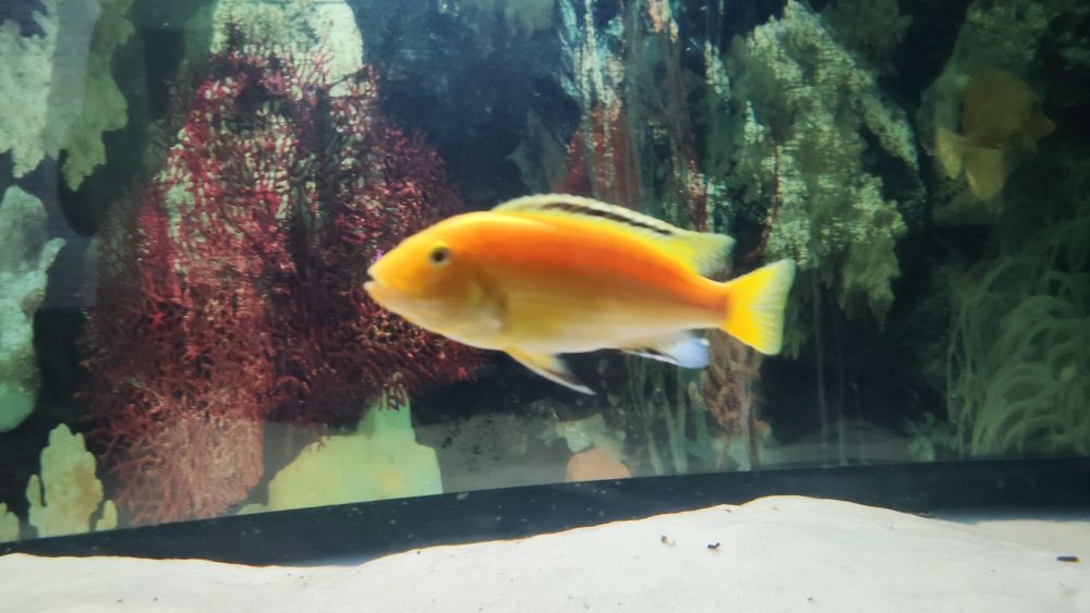 Продам елошку, взрослая рыбка