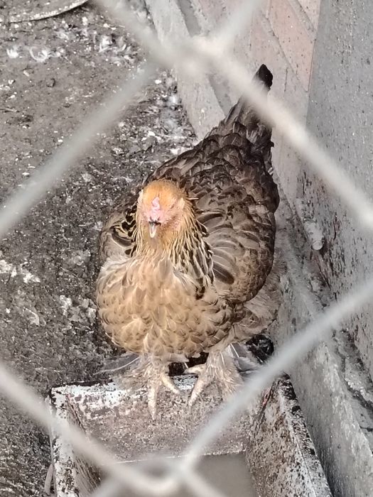 Продам кур и петуха
