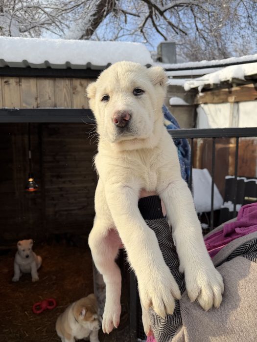 Продаются щенки алабай