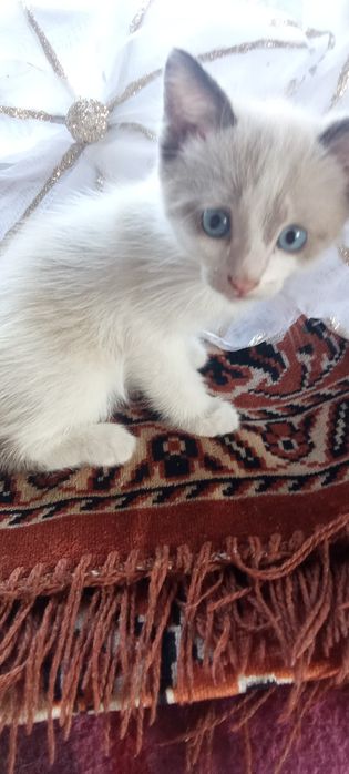 Отдам в добрые руки