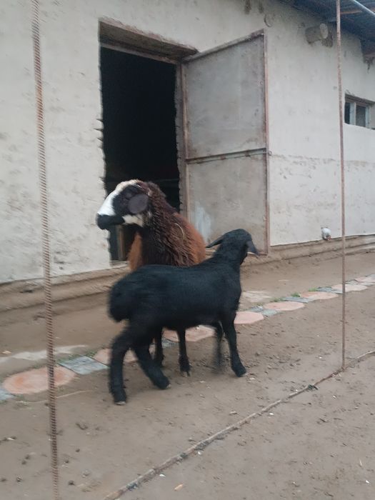 Она бола Казоки  куй сотилади боласи эркак  еб ичишига Муаммо ек  тел