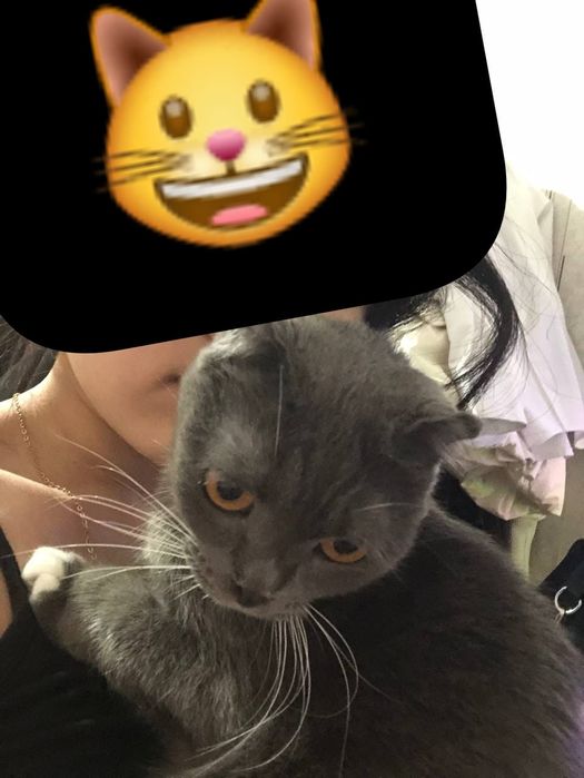 Бесплатный кошка