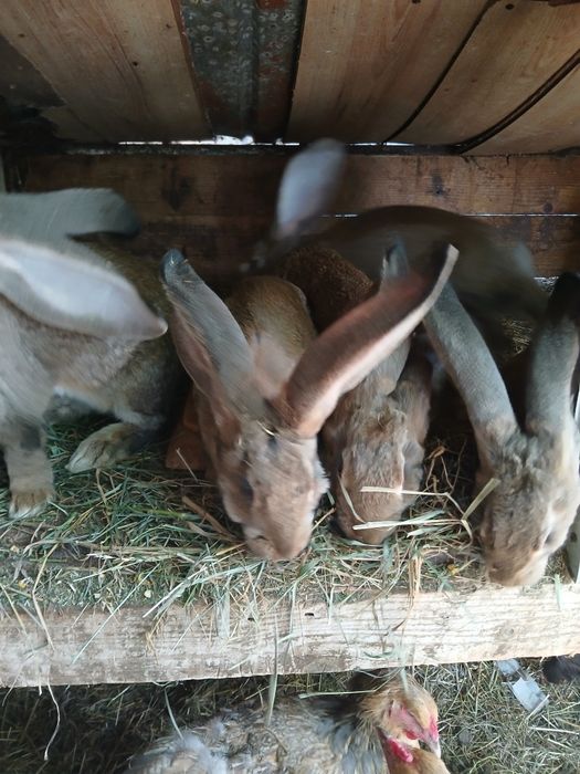 Vând iepuri uriaș german