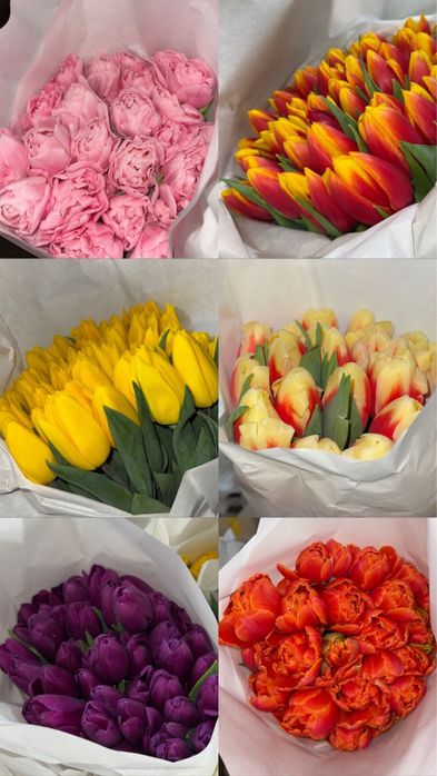 Цветы тюльпаны пионовидный тюльпаны