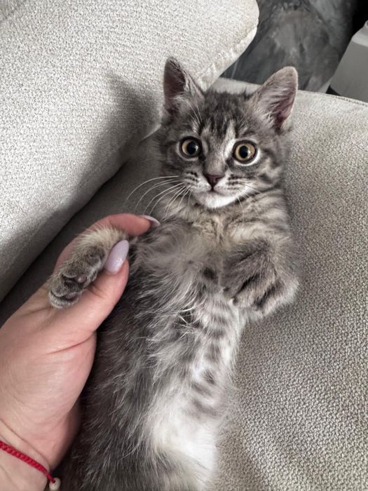 отдам котенка в добрые руки!