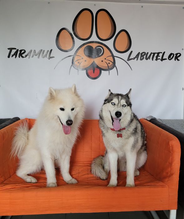 Pet Sitter/Cazare Câini