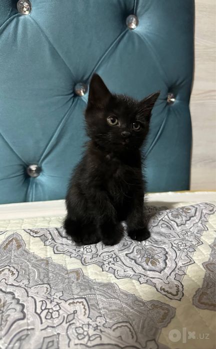 Отдадим 2 котят игристые