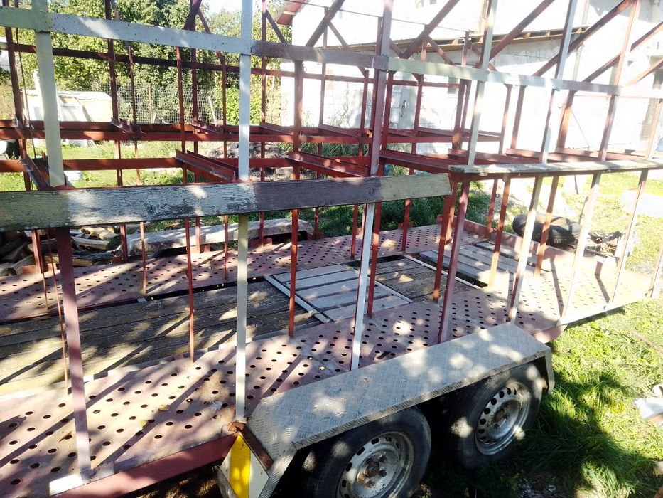 Remrca apicola 2 tone