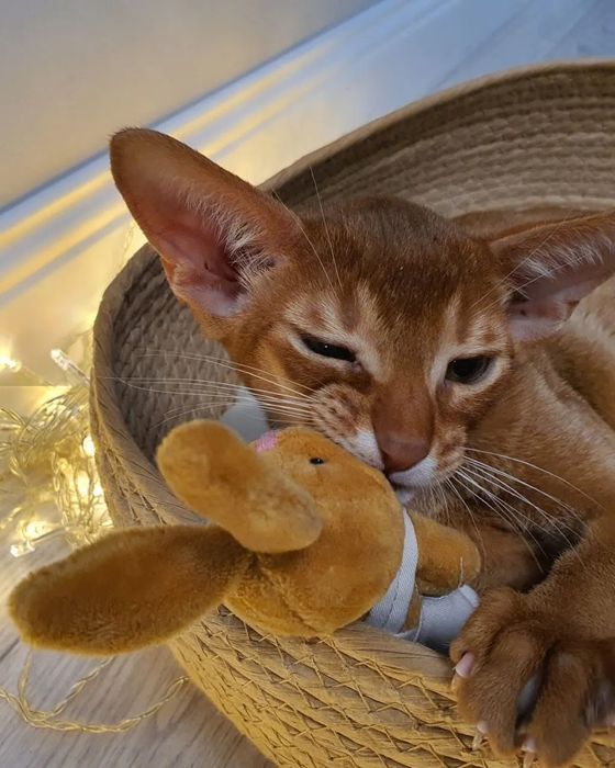 Абиссинские котята