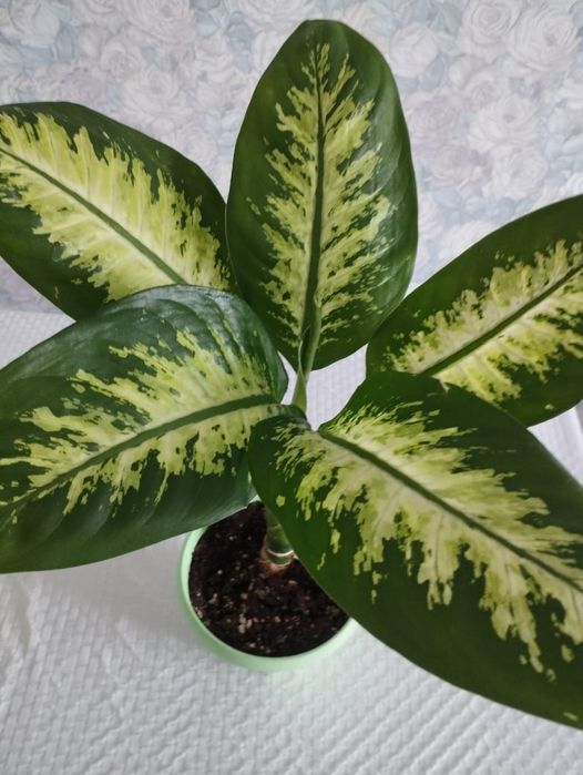 Продам диффенбахия